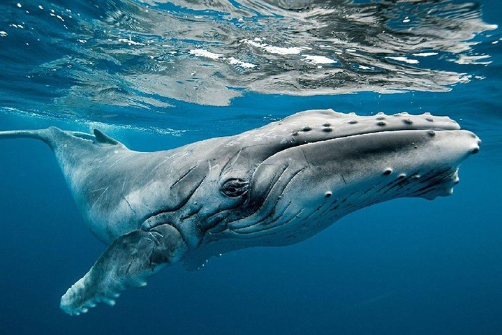 Whale Watching In Mirissa by Lux Tours Lanka - Photo 1 of 5